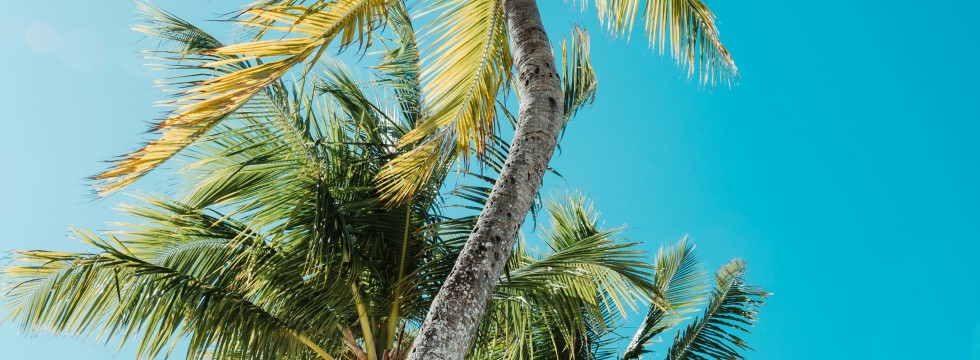 Palmboom-uitzicht-curacao