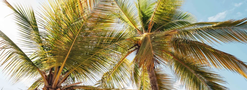 Het Tropische Klimaat van Curacao – Zon, Zee & Perfect Weer!