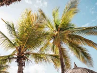 Het Tropische Klimaat van Curacao – Zon, Zee & Perfect Weer!
