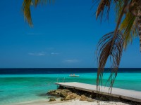 strand-palmboom-curacao