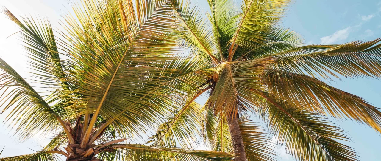 Het Tropische Klimaat van Curacao – Zon, Zee & Perfect Weer!